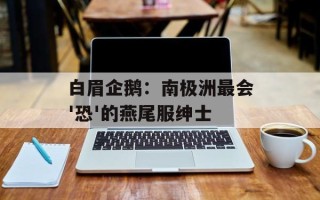 白眉企鹅：南极洲最会'恐'的燕尾服绅士